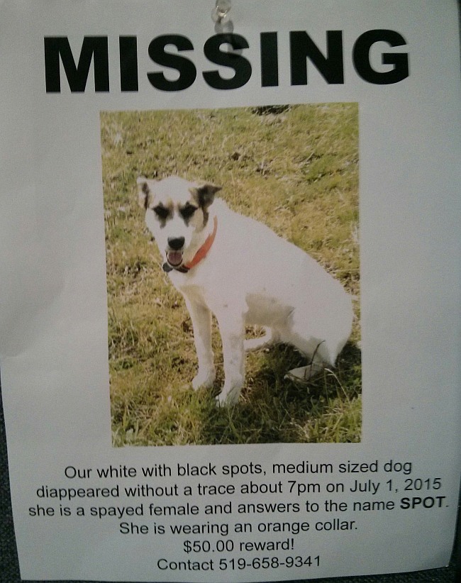 Missing Dog