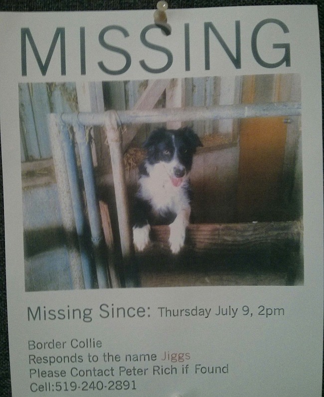 Missing Dog