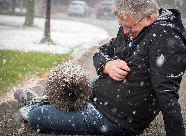 porcupine in puslinch