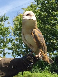 Birds of Prey at the Puslinch Library